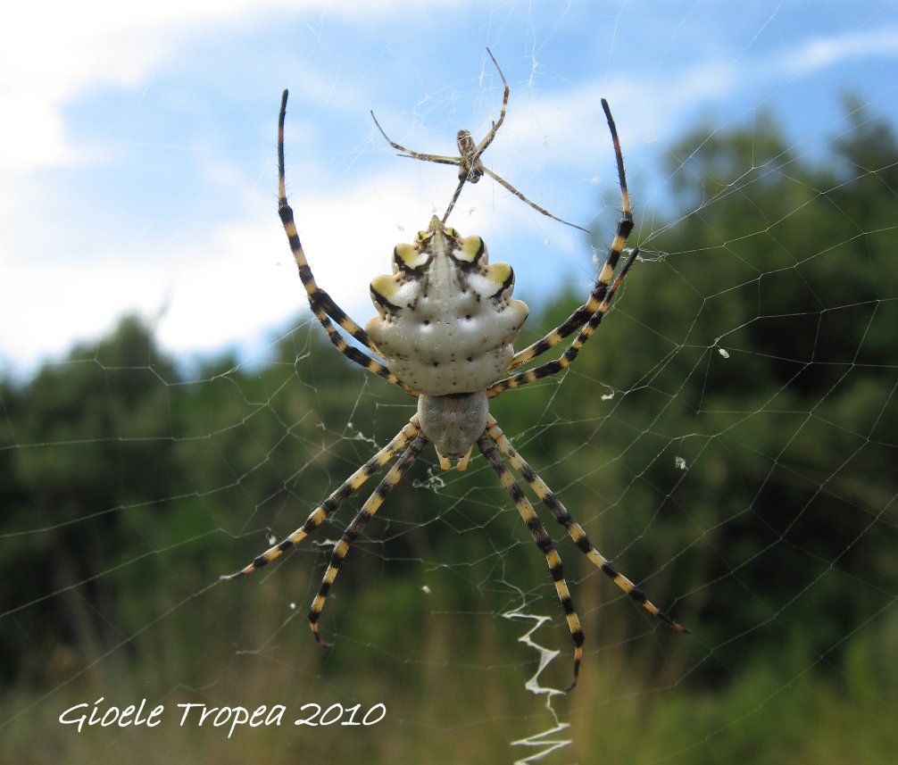 Argiope lobata